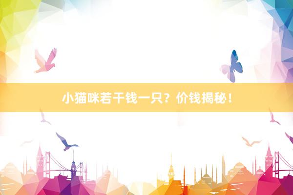 小猫咪若干钱一只？价钱揭秘！
